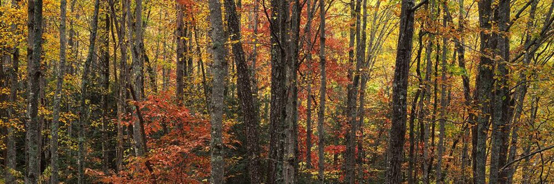 Images Of The Land ShelfScapes 1821 Forest #8 10" x 30" Backdrop