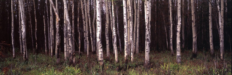 ShelfScapes 974 Deep Forest 10" x 30" Museum Quality Backdrop