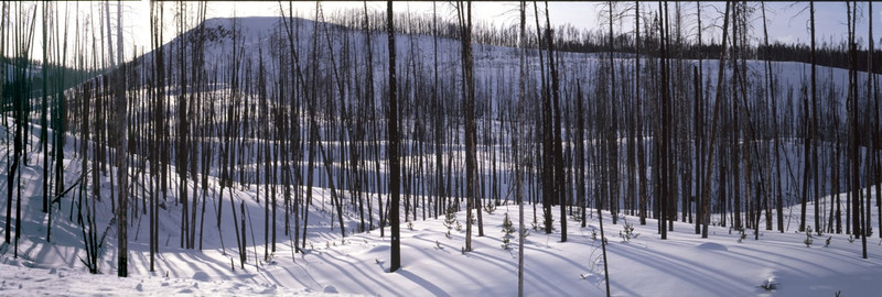 ShelfScapes 631 Winter Burn Diorama Backdrop 10" x 30"