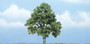 Woodland Scenics TR1615 Beech Tree