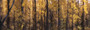 Images Of The Land® ShelfScapes #1101 Forest #1 10" x 30" Backdrop