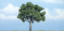 Woodland Scenics TR1622 Walnut Tree