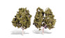 Woodland Scenics TR3536 Waters Edge Tree 5-6" - 2/pkg