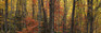 Images Of The Land ShelfScapes 1821 Forest #8 10" x 30" Backdrop
