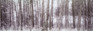 Images Of The Land® ShelfScapes #716 Trees In Winter 10" x 30" Scenic Backdrop