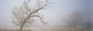 Images Of The Land® ShelfScapes #812 Foggy Winter Morn 10" x 30" Scenic Backdrop