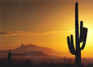 10 Original Photographic Art Note Cards With Envelopes Saguaro Cactus Arizona
