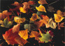 10 Original Photographic Art Note Cards With Envelopes Fall Painted Leaves C410