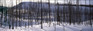 ShelfScapes 631 Winter Burn Diorama Backdrop 10" x 30"