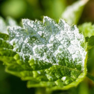 Is Powdery Mildew Harmful to Plants?