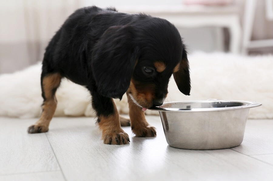 Puppy Drinking Water