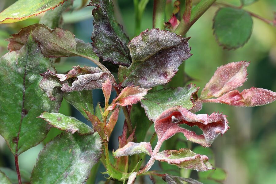 Powdery Mildew on Plants