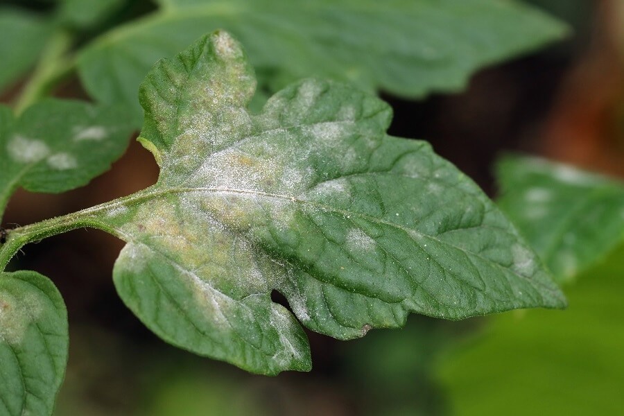 Plants With Powdery Mildew