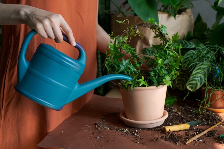 Watering Inside Plant