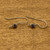 Sterling Silver Marcasite Earwires