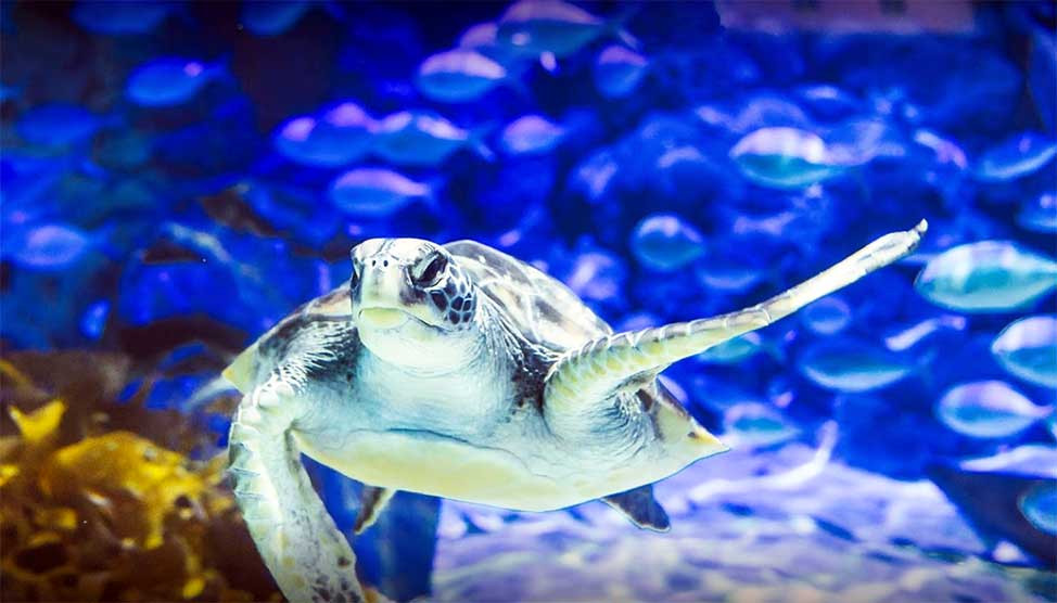 Working Towards Zero-Waste Aquariums