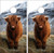 Highland Cow Version 2 Cornhole Set with Bags