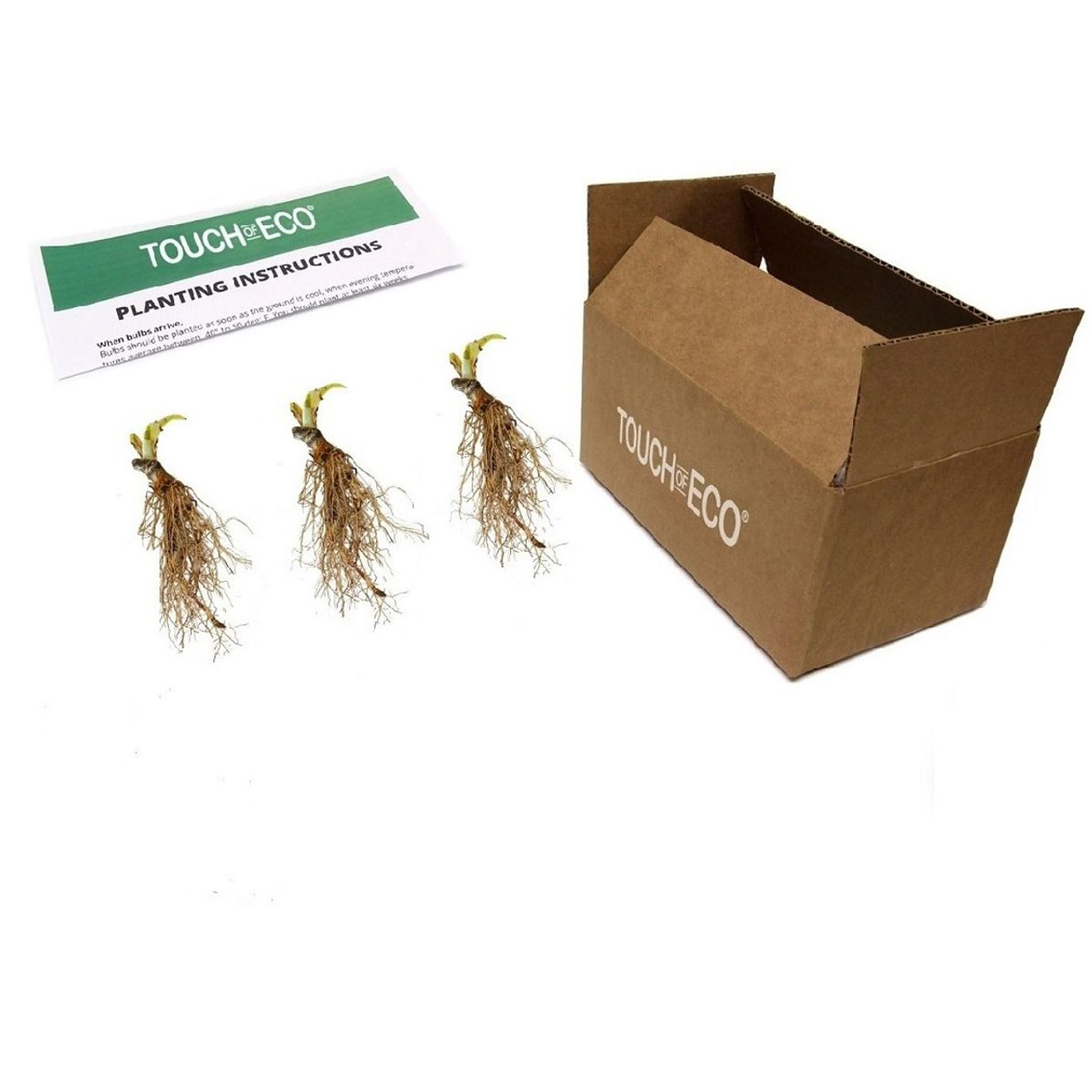 Touch of ECO® Hardy Hosta Bare Root Plants product image