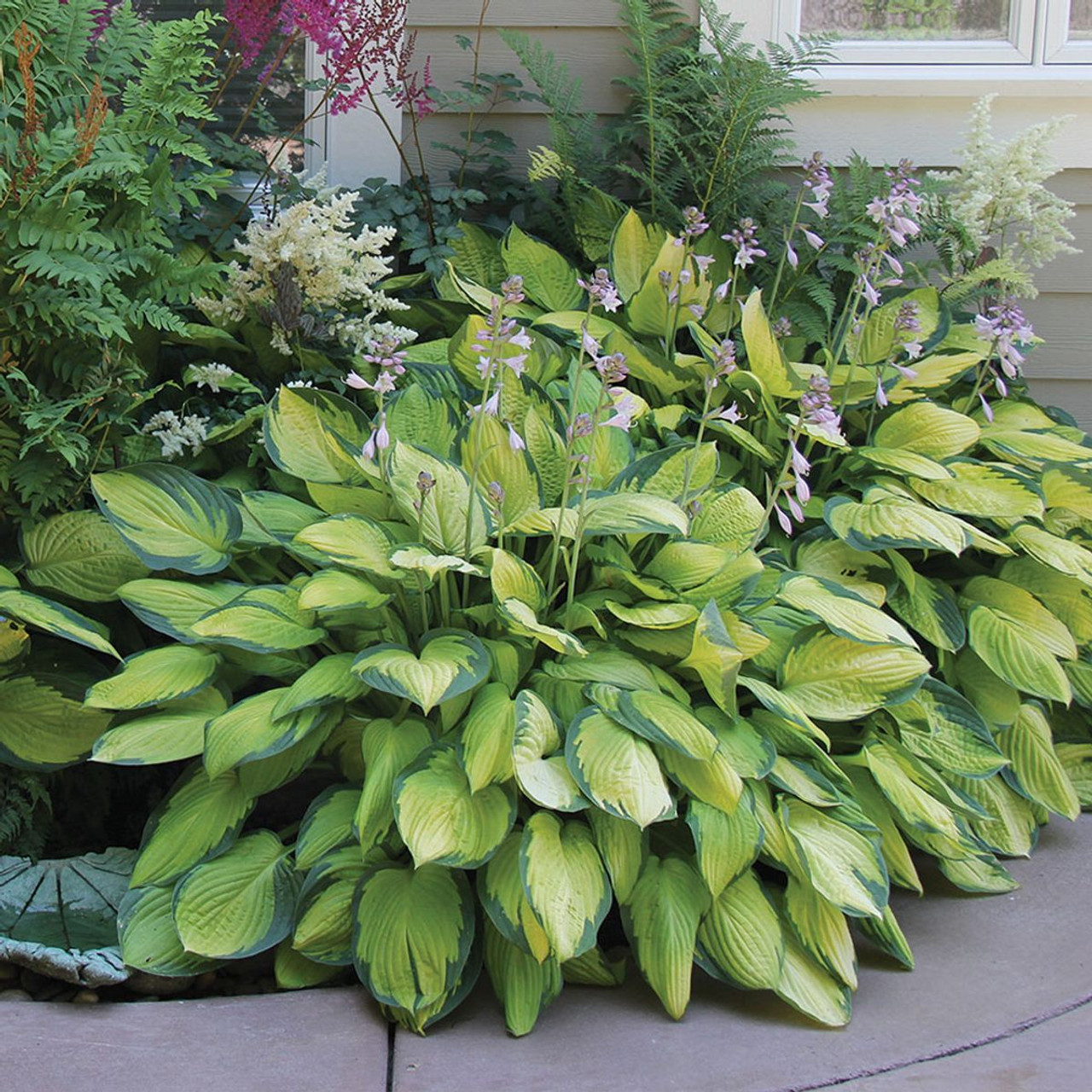 Touch of ECO® Hardy Hosta Bare Root Plants product image
