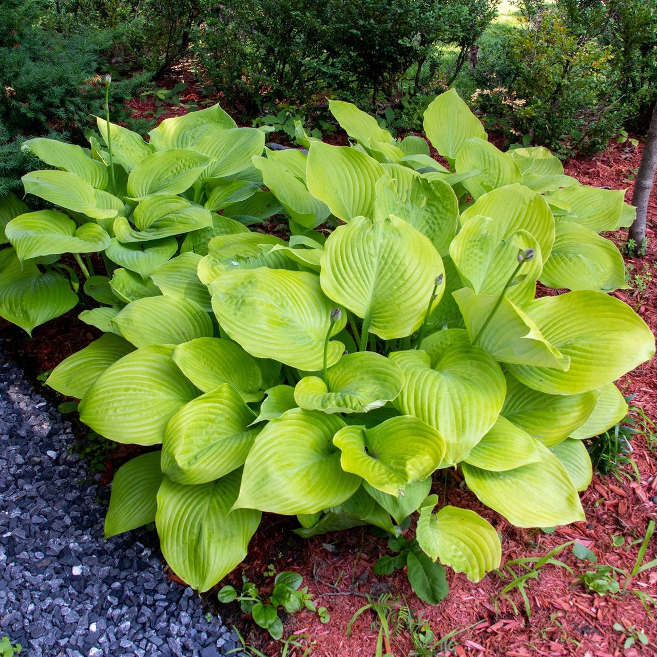 Touch Of ECO® 3 Bare Root Giant Hosta Plants product image