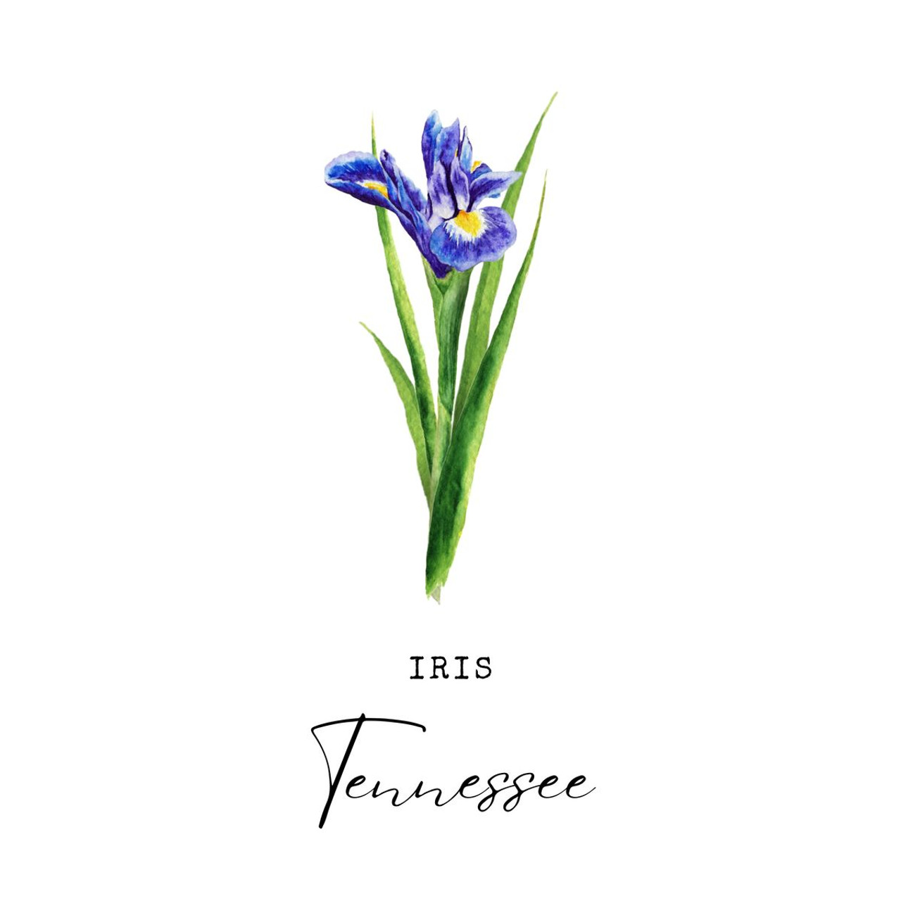 State Flower Wall Art Print product image