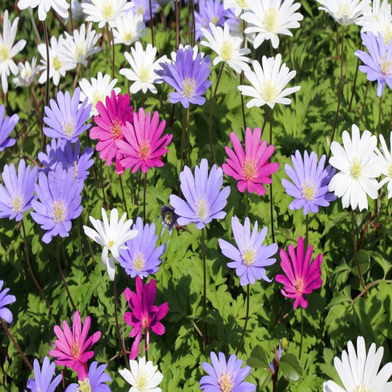 Colorful Mix Anemone Blanda Flower Bulb (15-Pack) product image