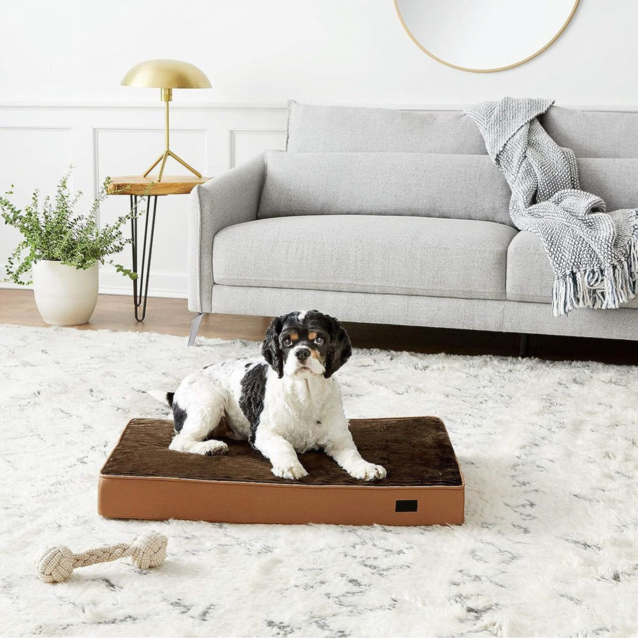 Foam Pet Bed by Amazon Basics® product image