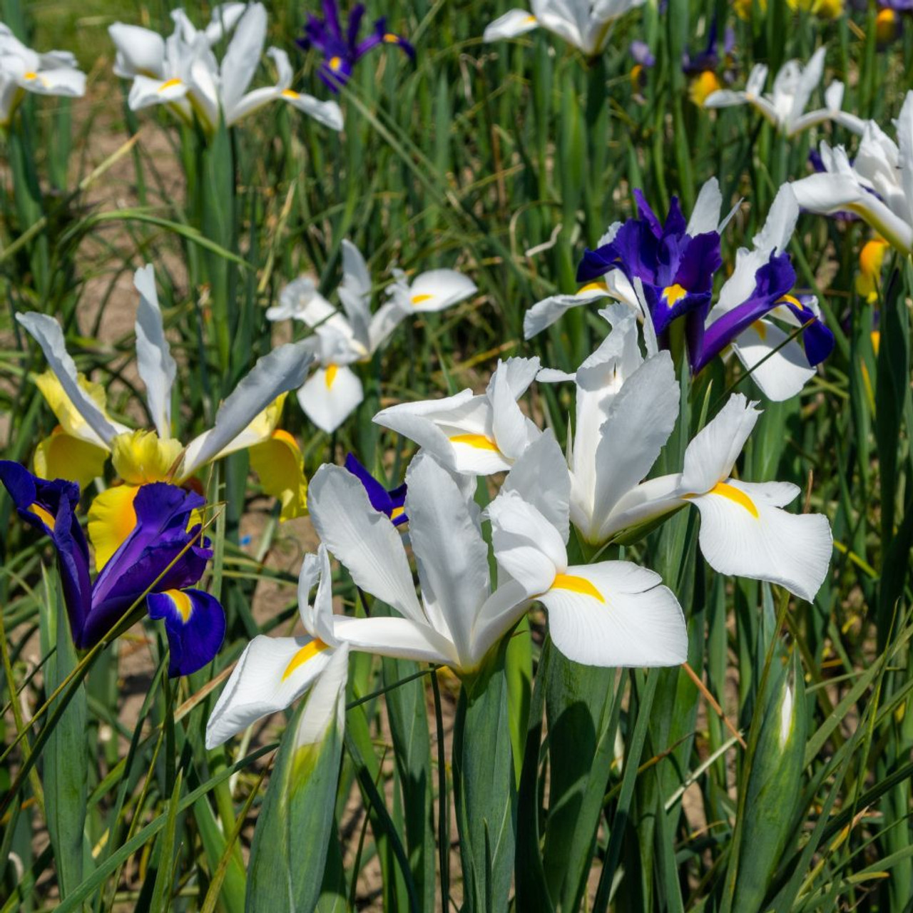 Dutch Iris Flower Bulbs (45, 90, or 180 Bulbs) product image