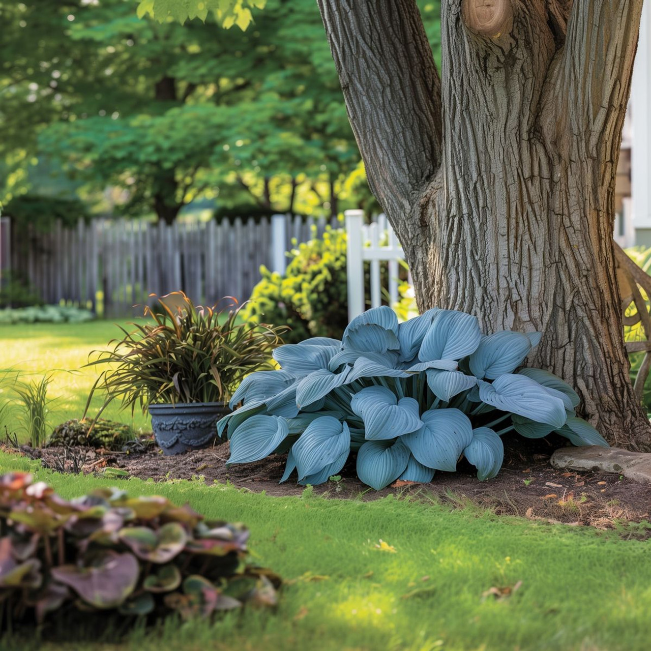 Shade Loving Hardy Hosta by Touch of ECO® (3 Bare Roots) product image