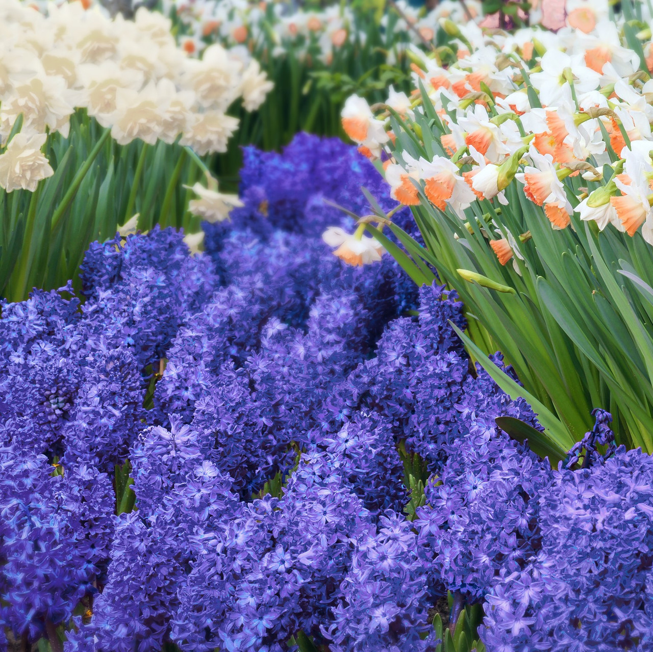 First Blooming Deer-Resistant Flowers (3 Varieties) product image