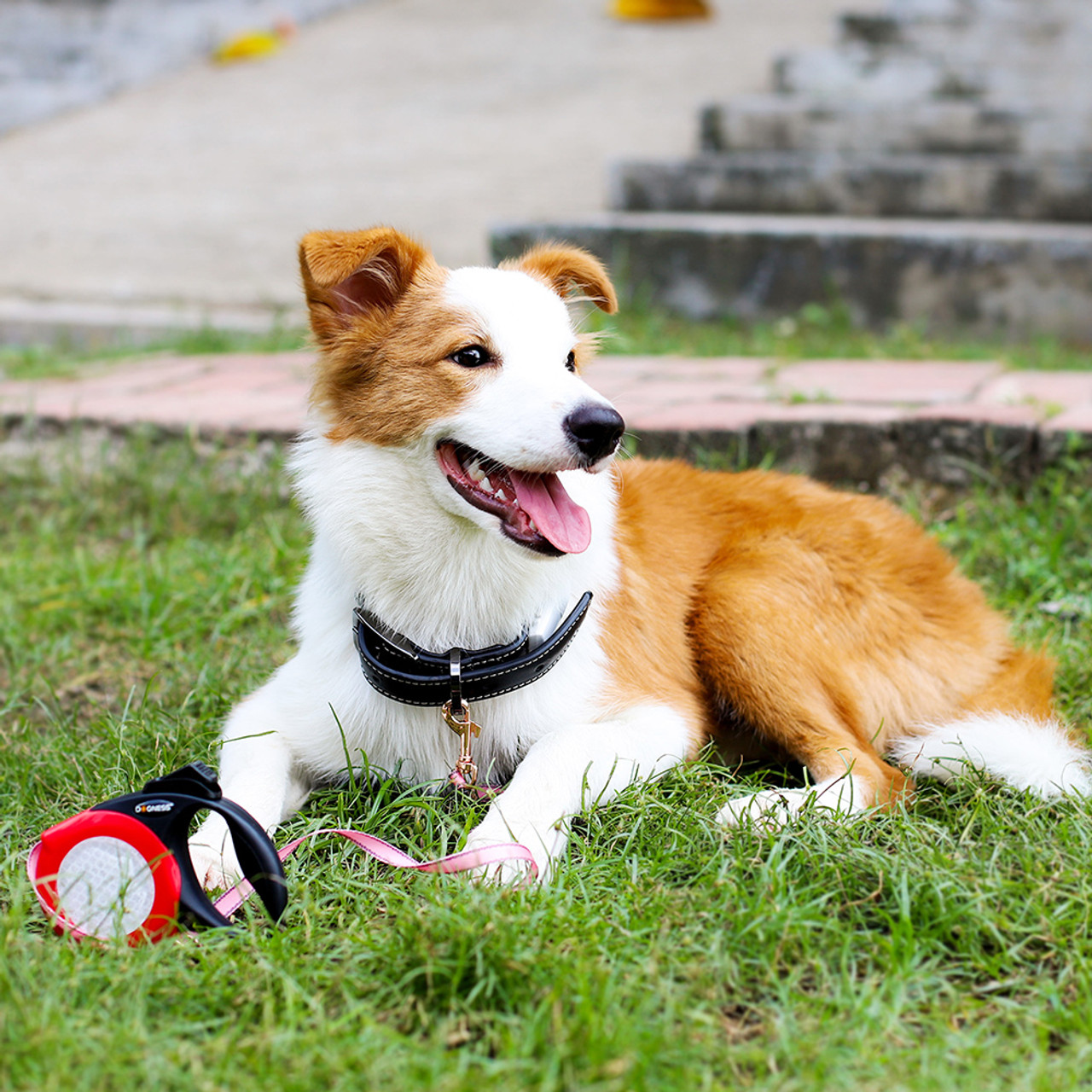 DOGNESS Smart Reflective Retractable Dog Leash product image