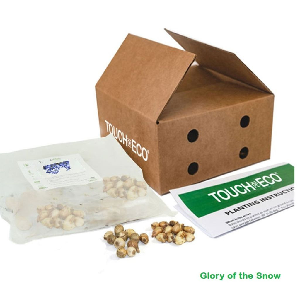 Easy Growing & Long-Lasting Flower Bulbs  (4 Varieties) product image