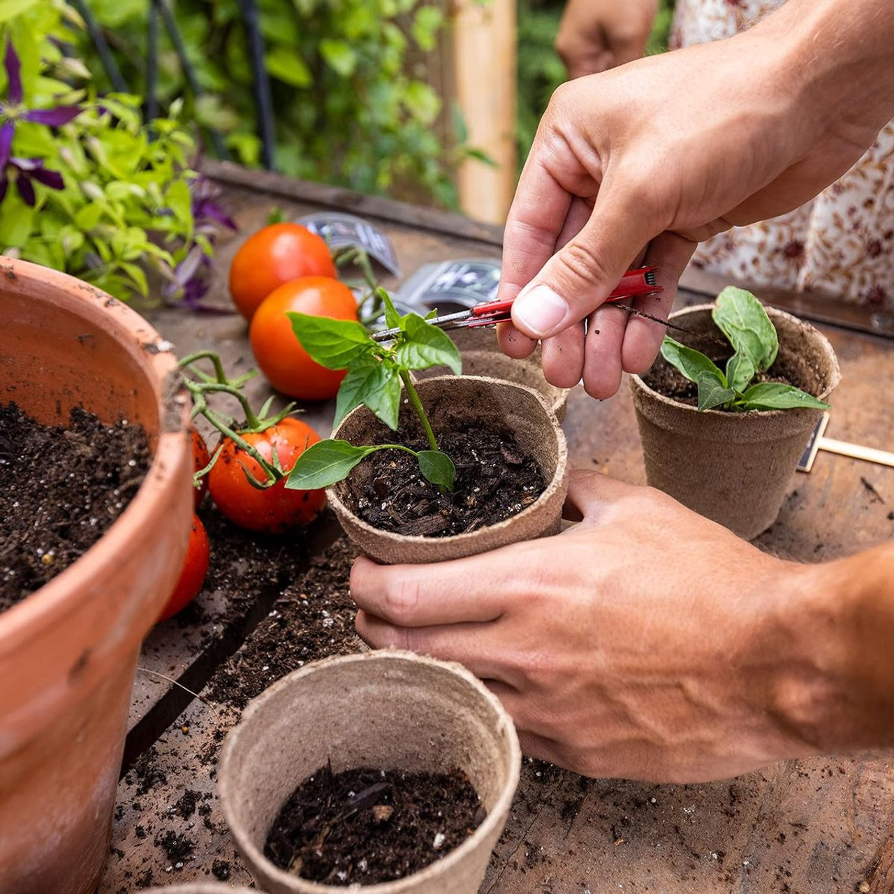 Hapinest Indoor Hot and Spicy Pepper Garden Seed Starter Kit  product image