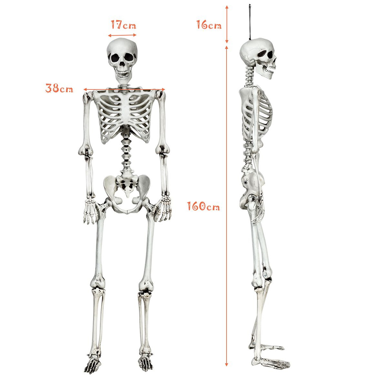 5.4 ft Posable Halloween Skeleton  product image