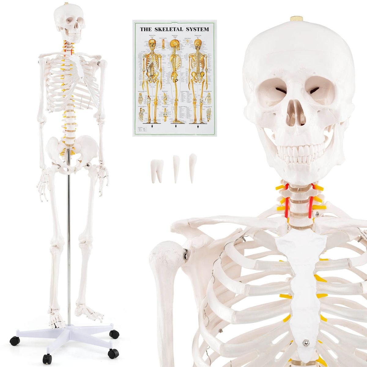 70.8" Life Size Human Skeleton Model  product image