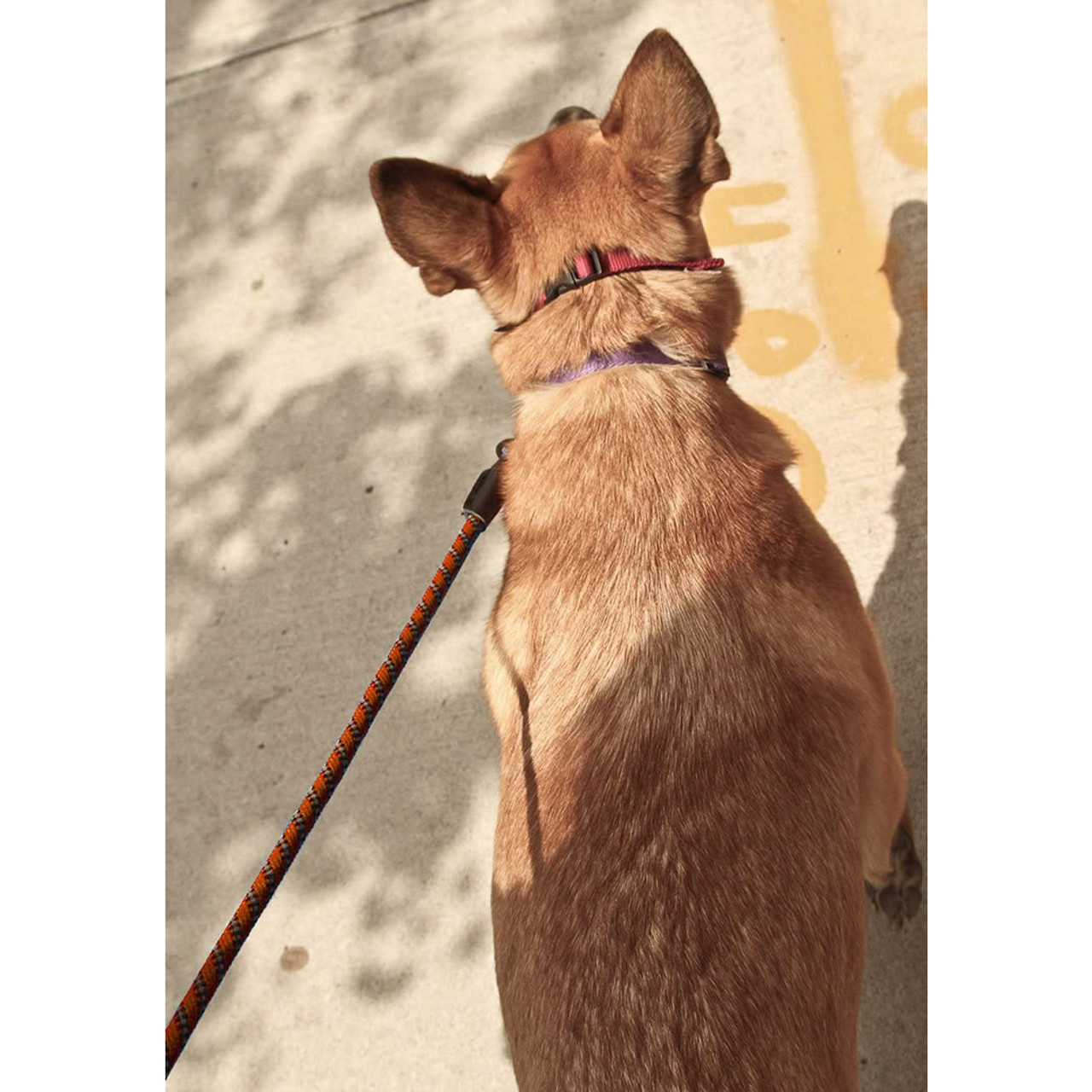 GOMA Industries® Indestructible Reflective Nylon Training Dog Leash (2-Pack) product image