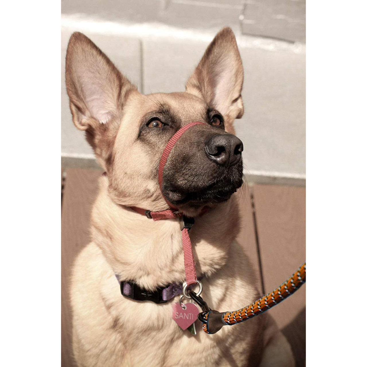 GOMA Industries® Indestructible Reflective Nylon Training Dog Leash (2-Pack) product image