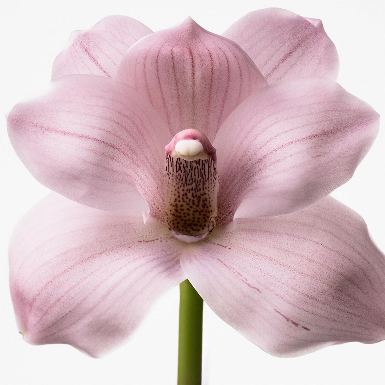 Calvin Klein My Euphoria Eau de Parfum Spray (2-Pack) product image