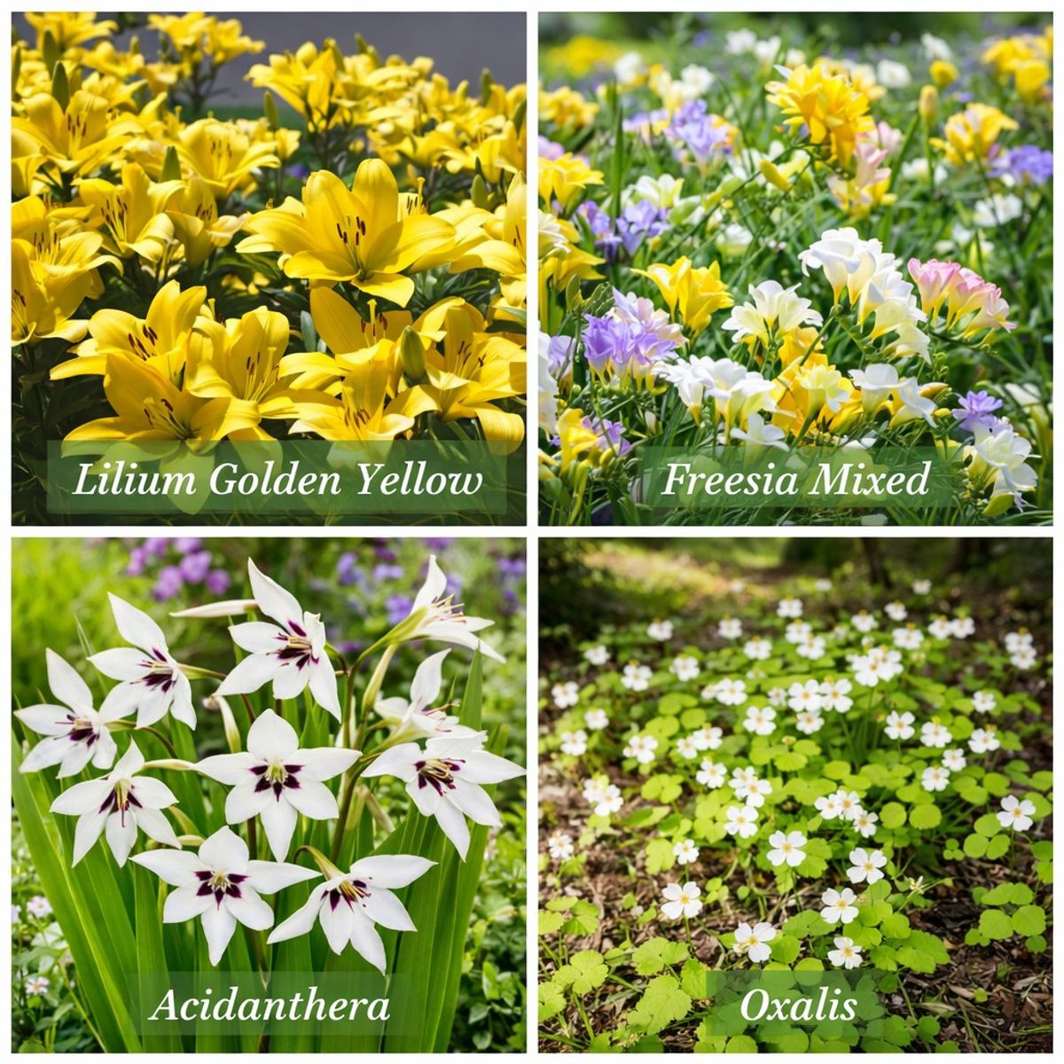 Bees & Butterflies Grand Garden Collection (100 Bulbs) product image