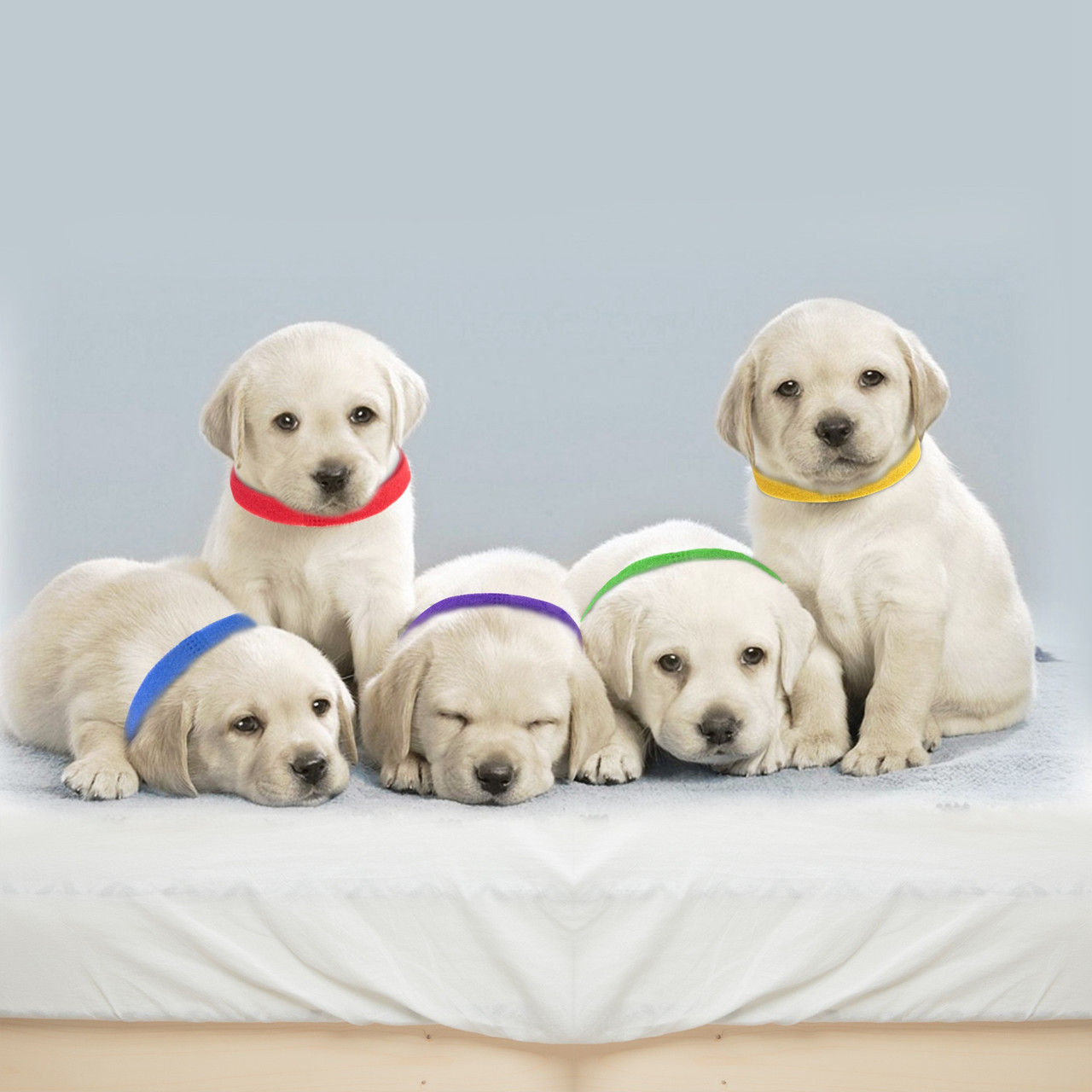 Whelping Puppy ID Collars (12 Pieces) product image