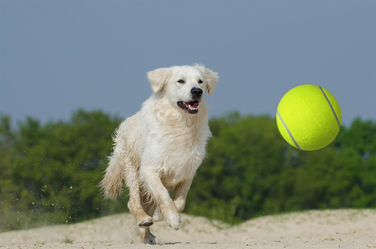 Super Jumbo 9.5-Inch Tennis Ball with Hand Pump product image