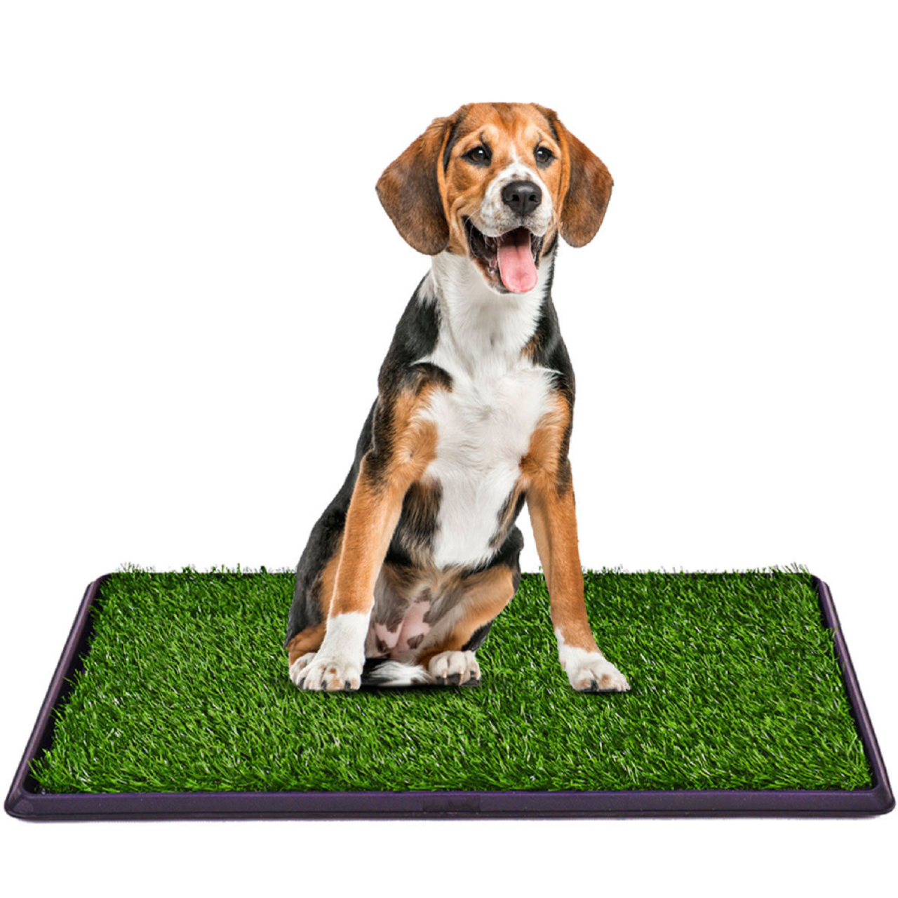 30" x 20" Indoor Pet Potty Training Grass Pad product image