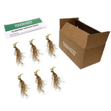 Touch of ECO® Hardy Hosta Bare Root Plants product image