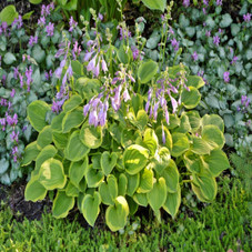 Touch of ECO® Hardy Hosta Bare Root Plants product image
