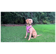 FurHaven™ Soft and Comfy Mesh Dog Harness product image