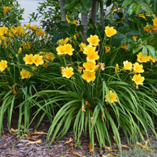 Touch Of ECO® Stella D'Oro Daylily Flower Bulbs (3- to 12-Bulb) product image