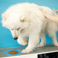 iMounTEK® Dog Lick Pad (2-Pack) product image