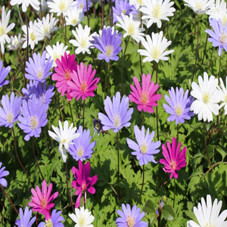 Colorful Mix Anemone Blanda Flower Bulb (15-Pack) product image