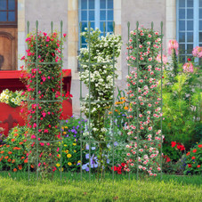 Adjustable Plant Support Tomato Cage (2-Pack) product image