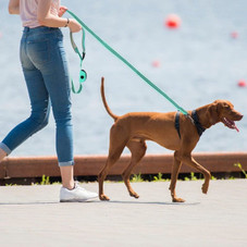 Reflective Dog Leash with Padded Handles and Poop Bag Dispenser product image